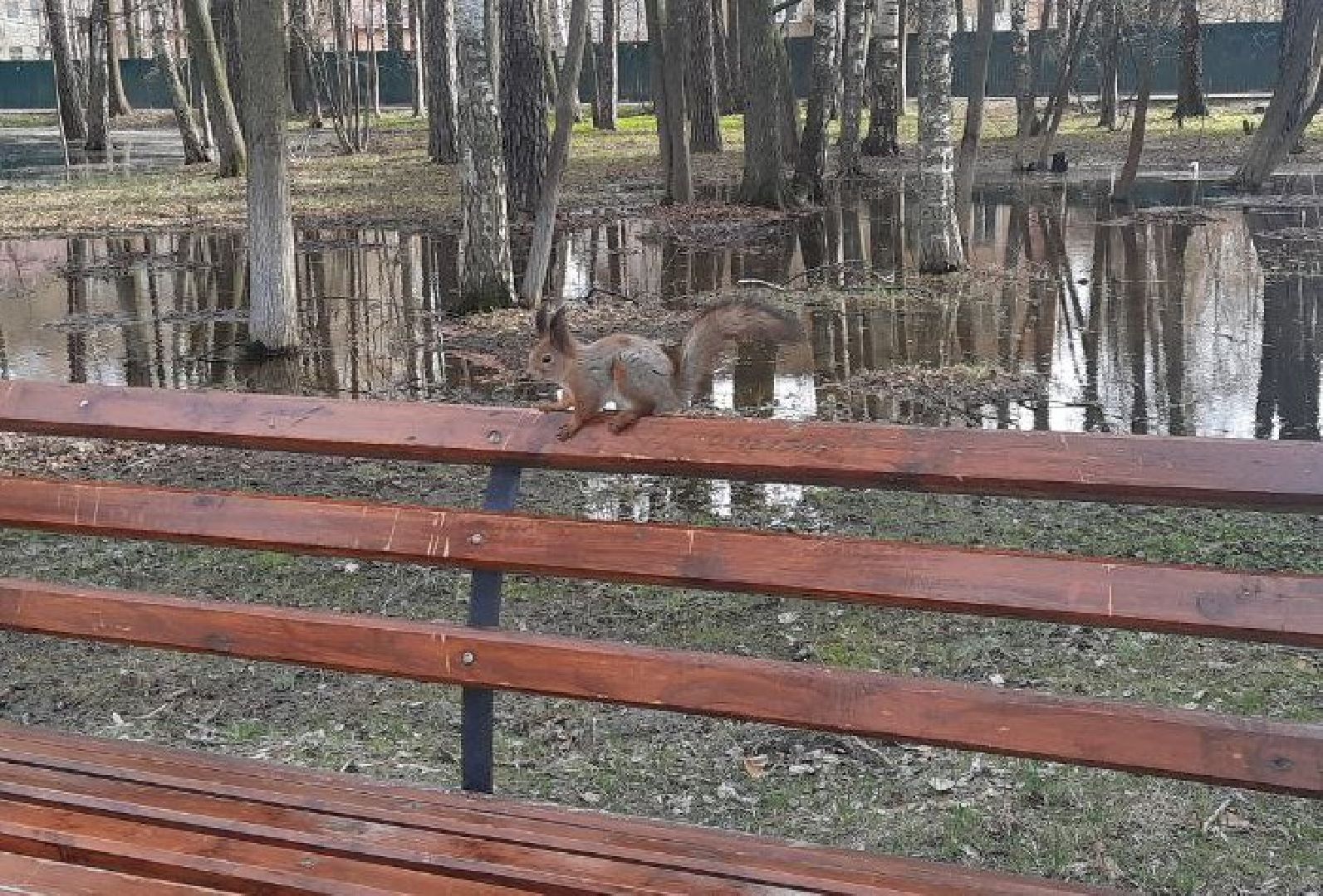 Можайск, Можайский городской округ, Подмосковье, белка, лесная белка, экология, дикие животные