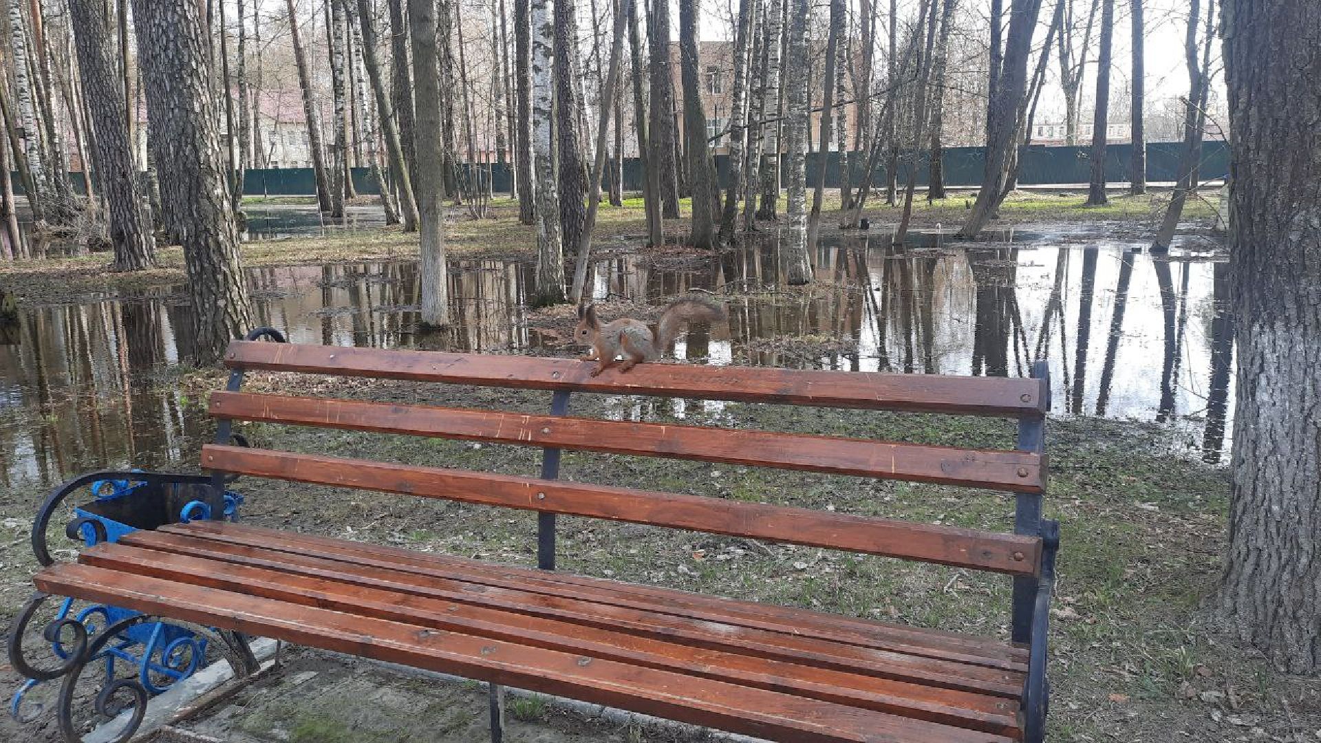 Можайск, Можайский городской округ, Подмосковье, белка, лесная белка, экология, дикие животные