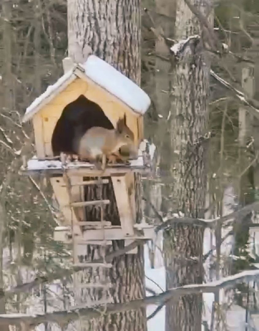 Можайск, Можайский городской округ, Подмосковье, белка, лесная белка, экология, дикие животные