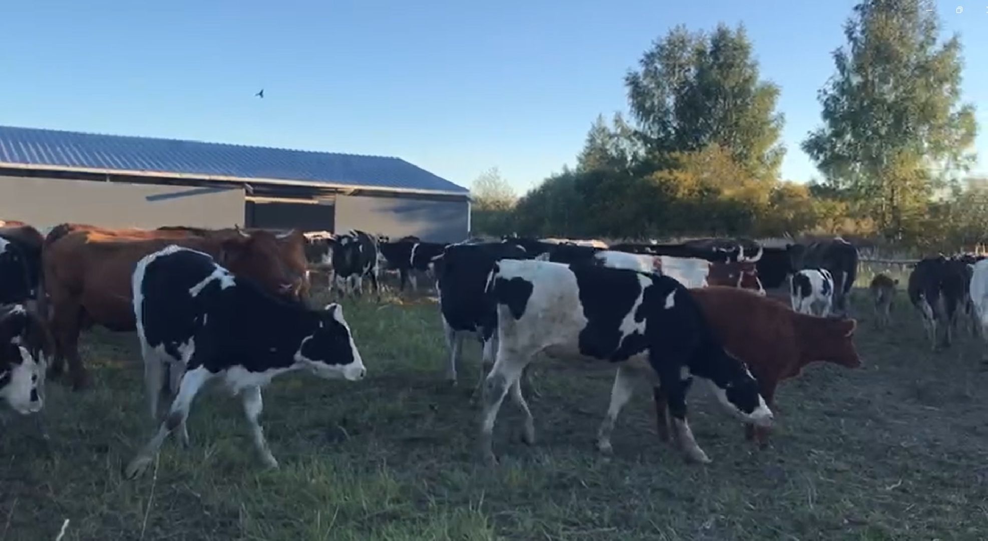 Дмитров, КФХ Свободный труд, Минсельхоз МО