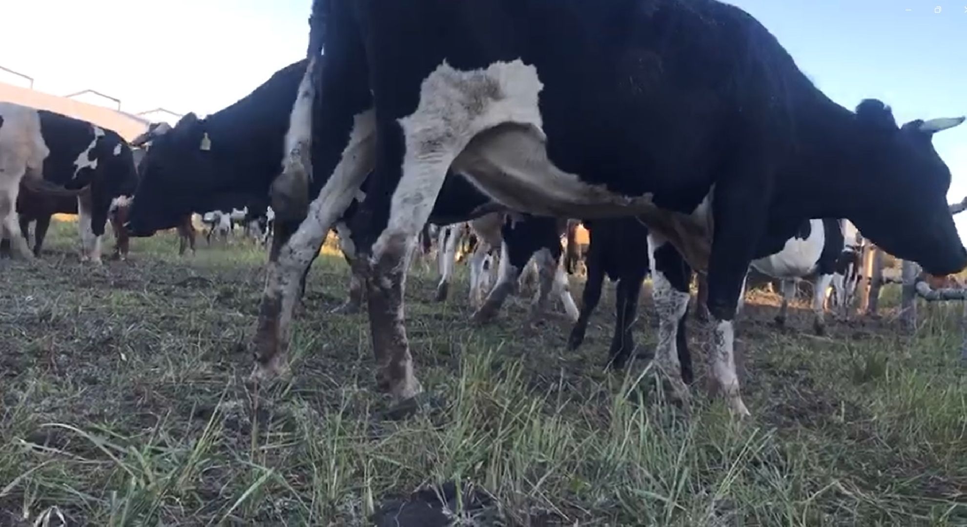 Дмитров, КФХ Свободный труд, Минсельхоз МО