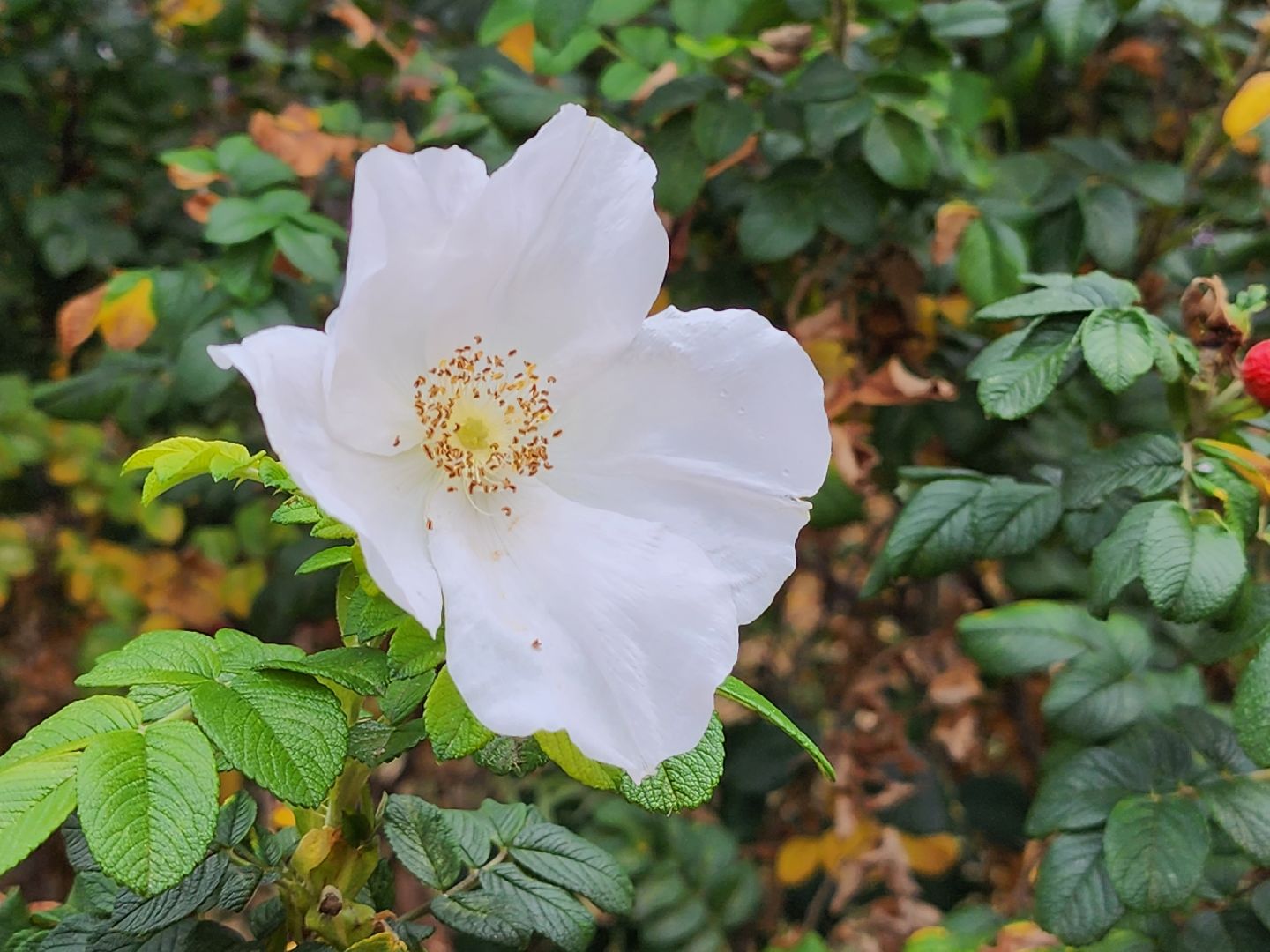 Коломна, праздник, праздник в парке, мособлпарк,