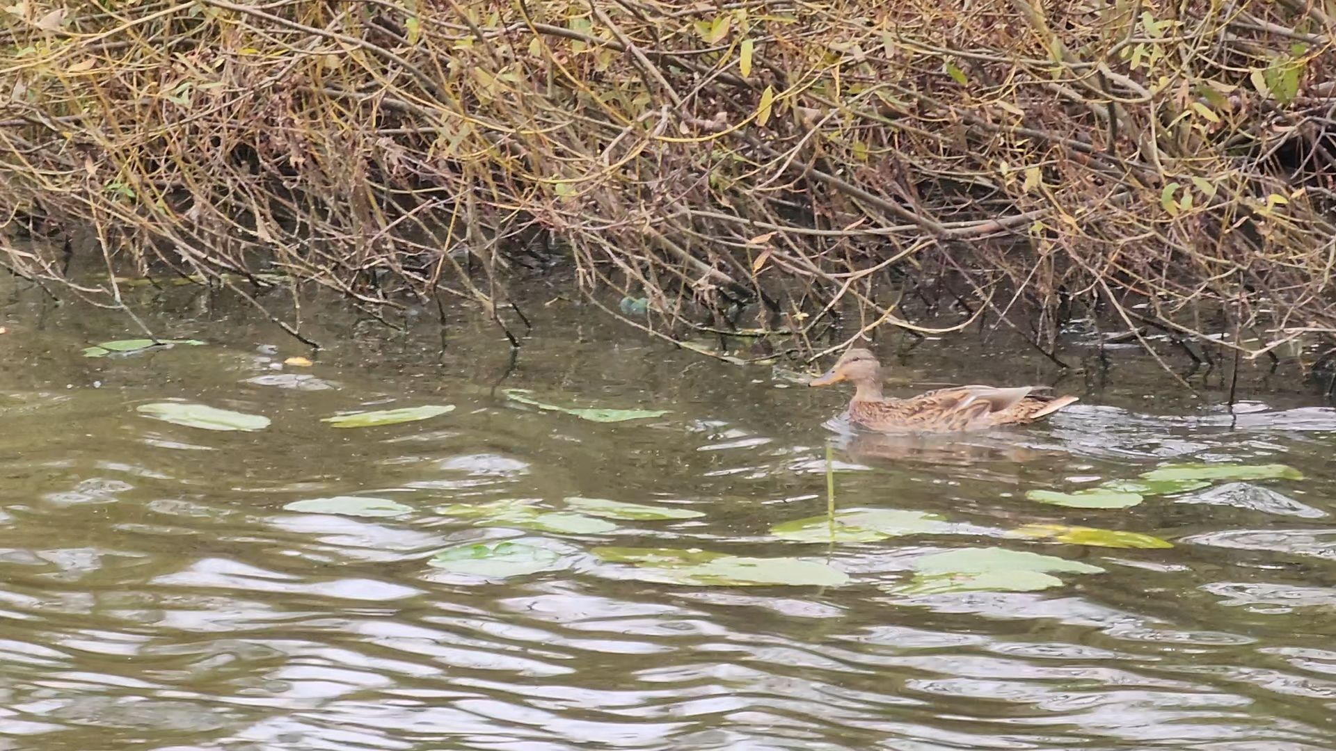 одинцово, старый городок, экология, субботник, раздельный сбор отходов,