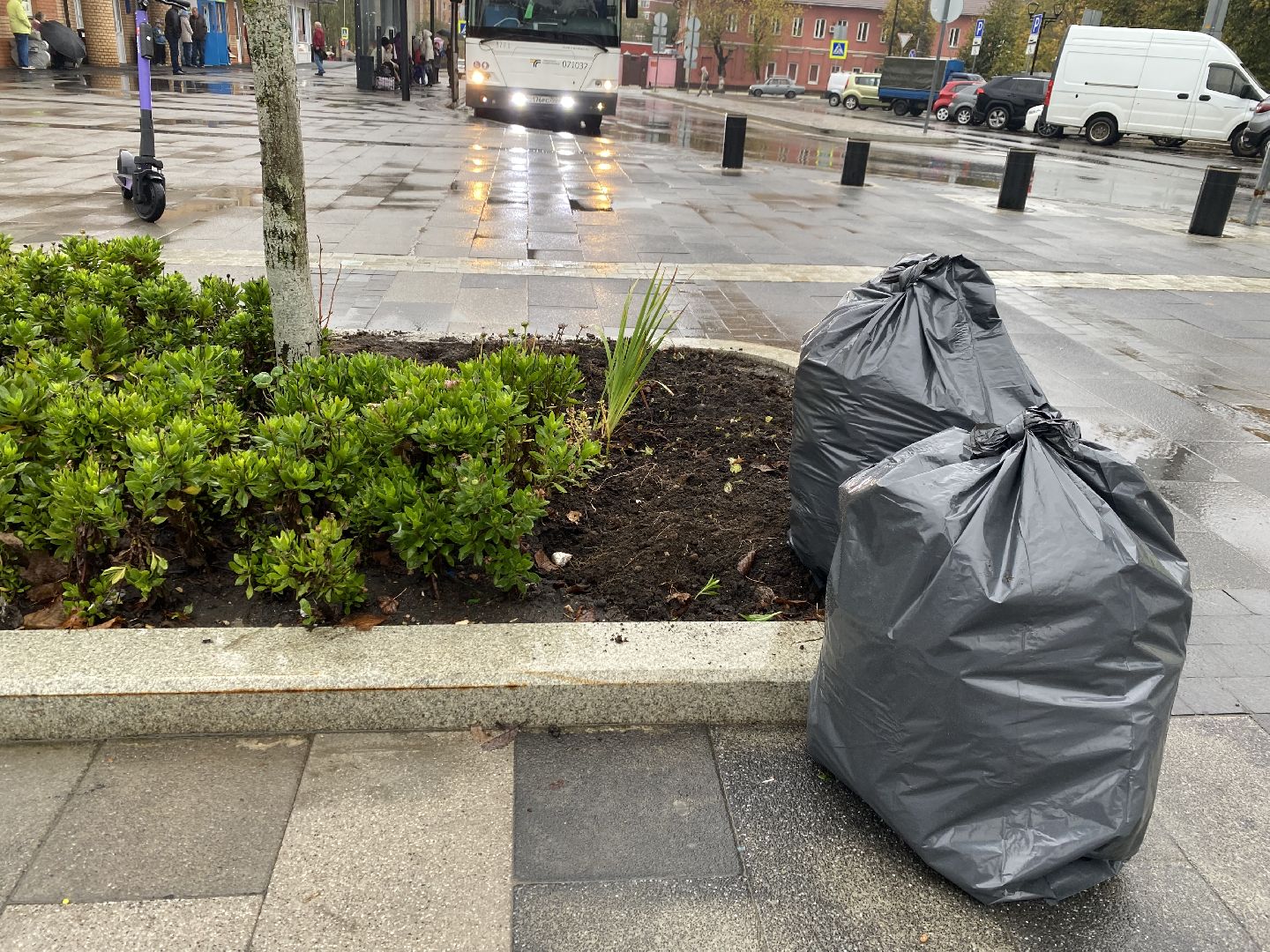 Тюльпаны, Грунт, Клумбы, Сквер,