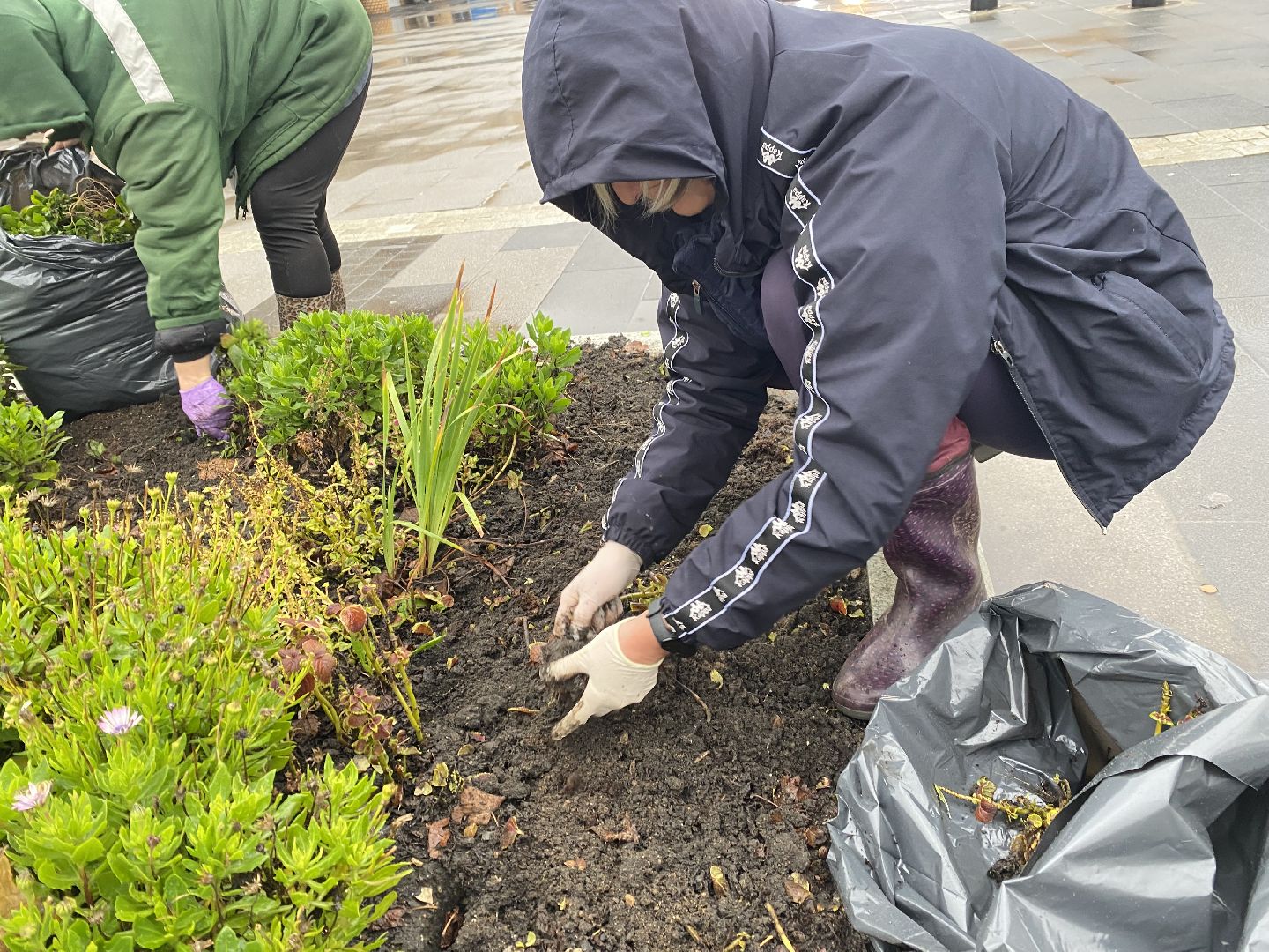 Тюльпаны, Грунт, Клумбы, Сквер,