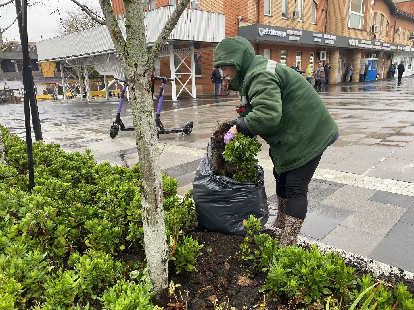 Тюльпаны, Грунт, Клумбы, Сквер,