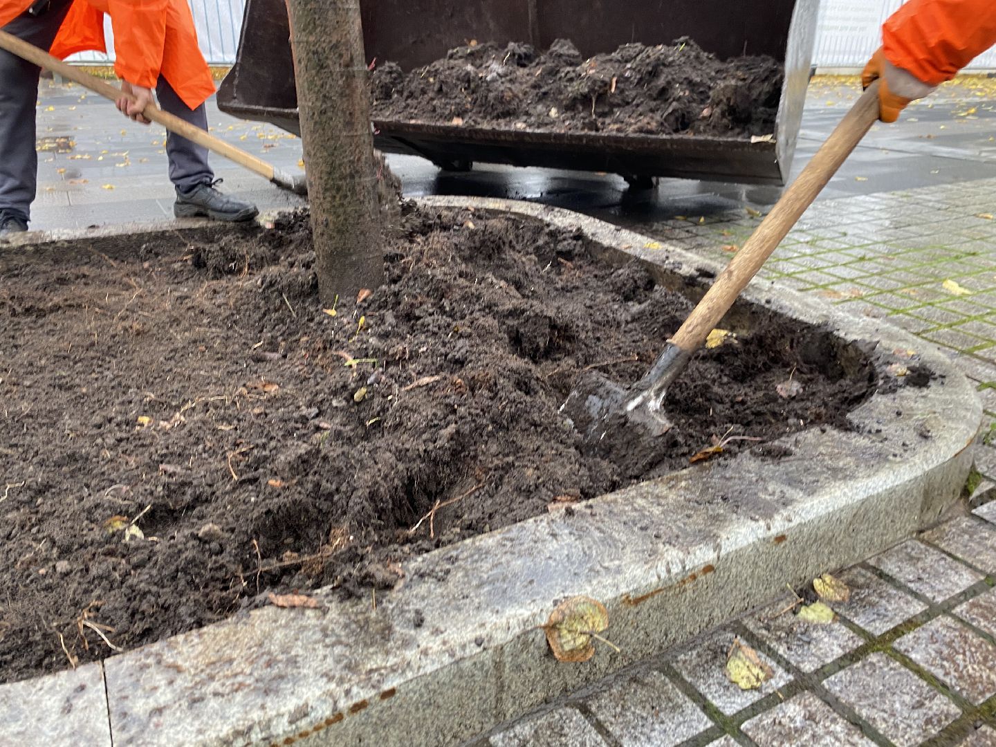 Тюльпаны, Грунт, Клумбы, Сквер,