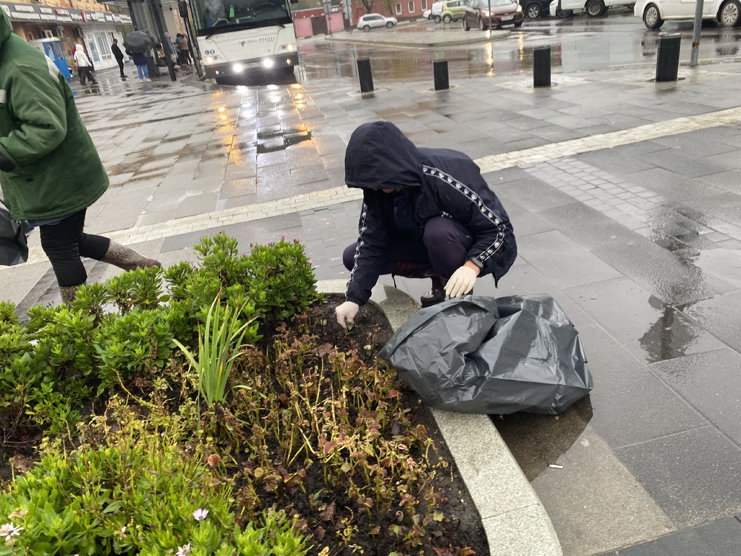 Тюльпаны, Грунт, Клумбы, Сквер,