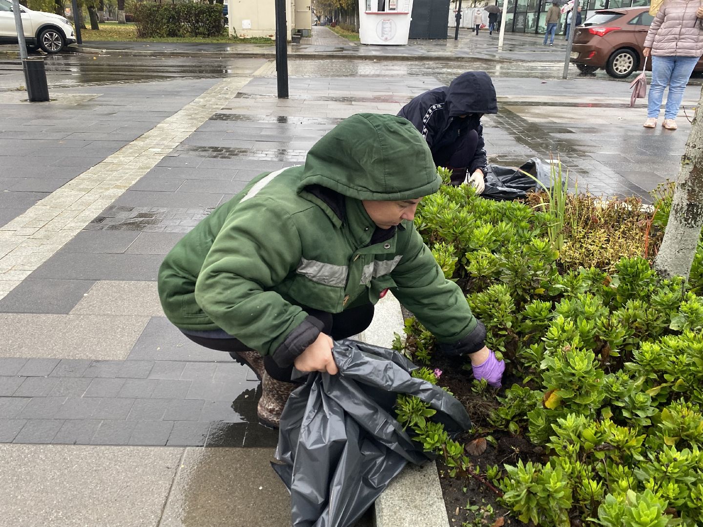 Тюльпаны, Грунт, Клумбы, Сквер,