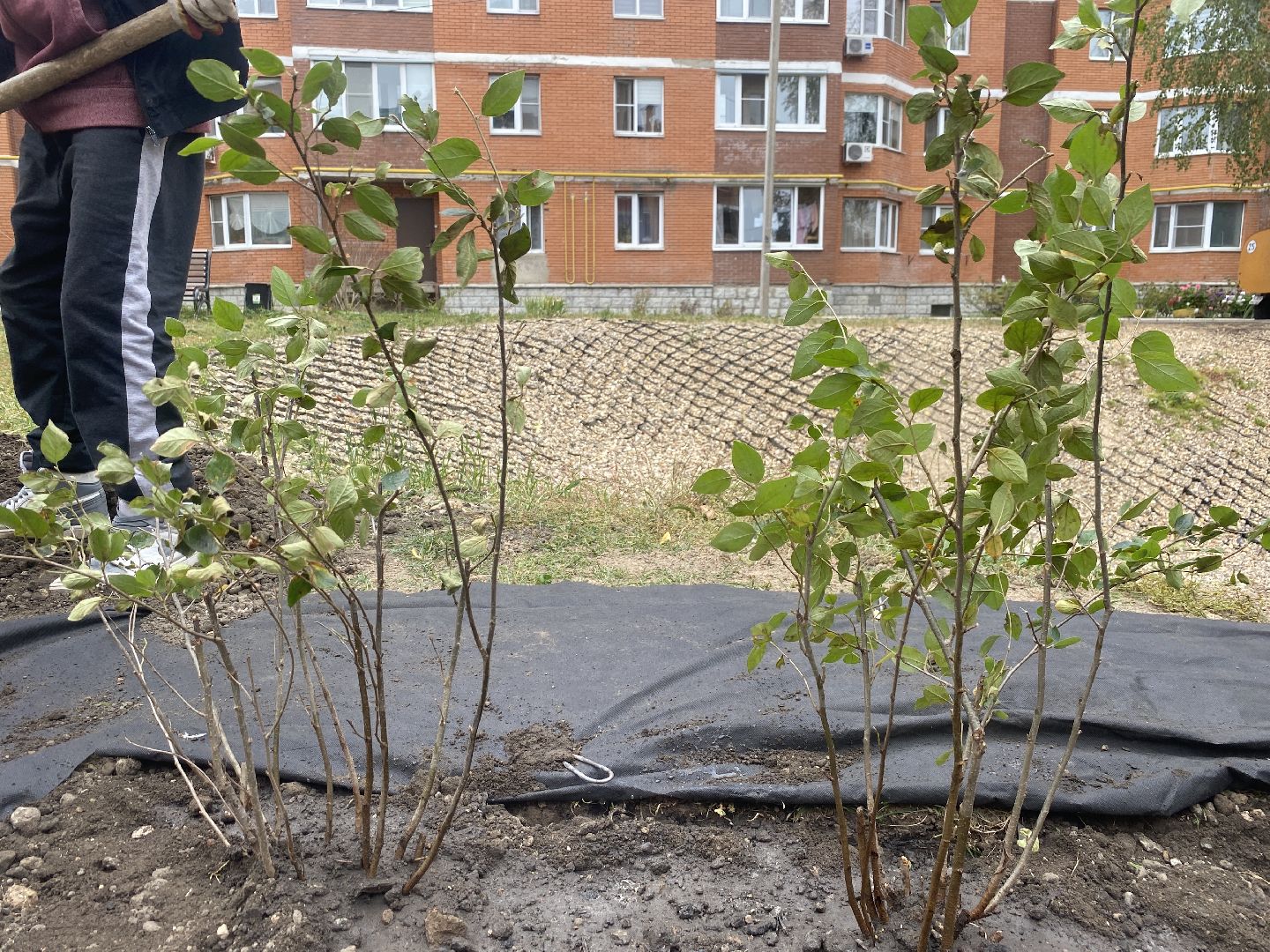 экологическая акция, посадка деревьев, наш лес, посади свое дерево, власиха Березка,