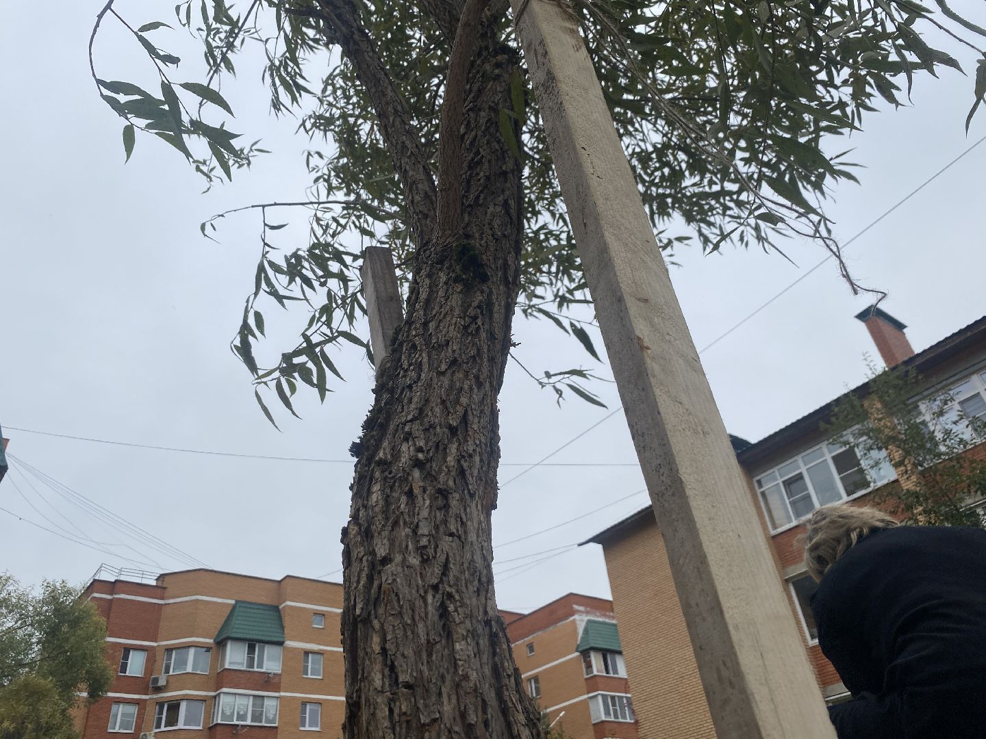 экологическая акция, посадка деревьев, наш лес, посади свое дерево, власиха Березка,