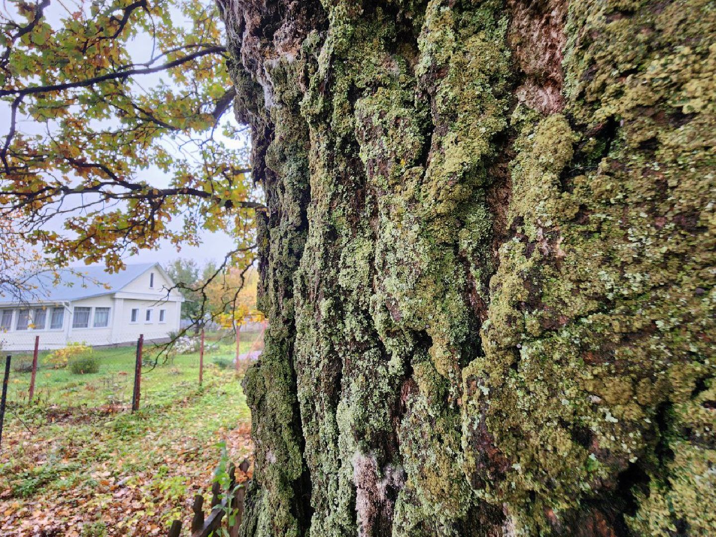 можайск, можайский городской округ, подмосковье, дуб-долгожитель, дерево, экология, памятник живой природы,