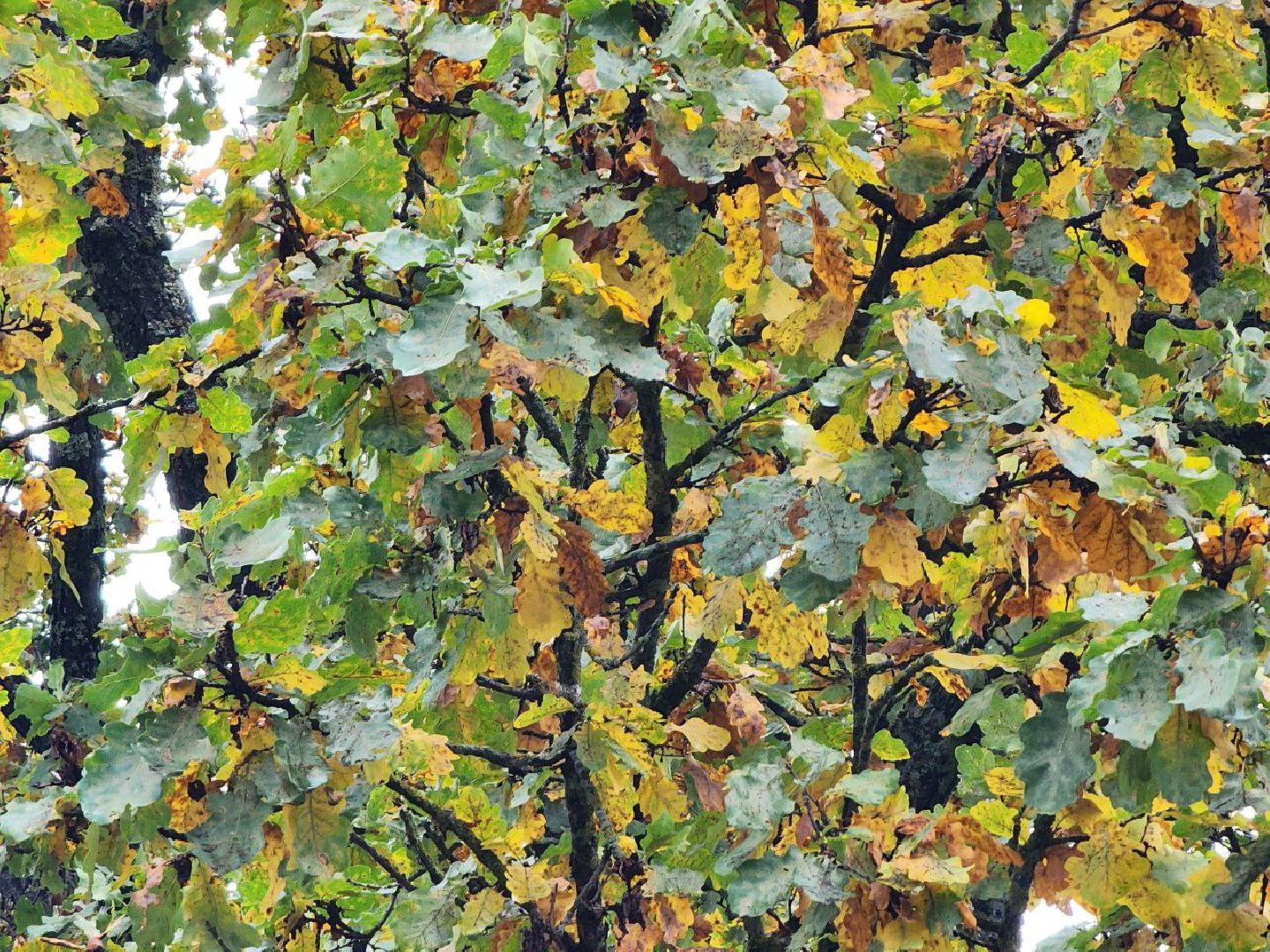 можайск, можайский городской округ, подмосковье, дуб-долгожитель, дерево, экология, памятник живой природы,