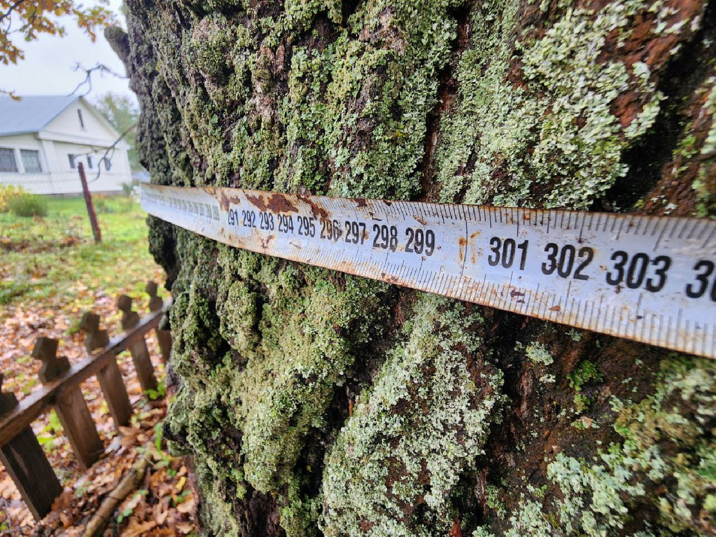 можайск, можайский городской округ, подмосковье, дуб-долгожитель, дерево, экология, памятник живой природы,