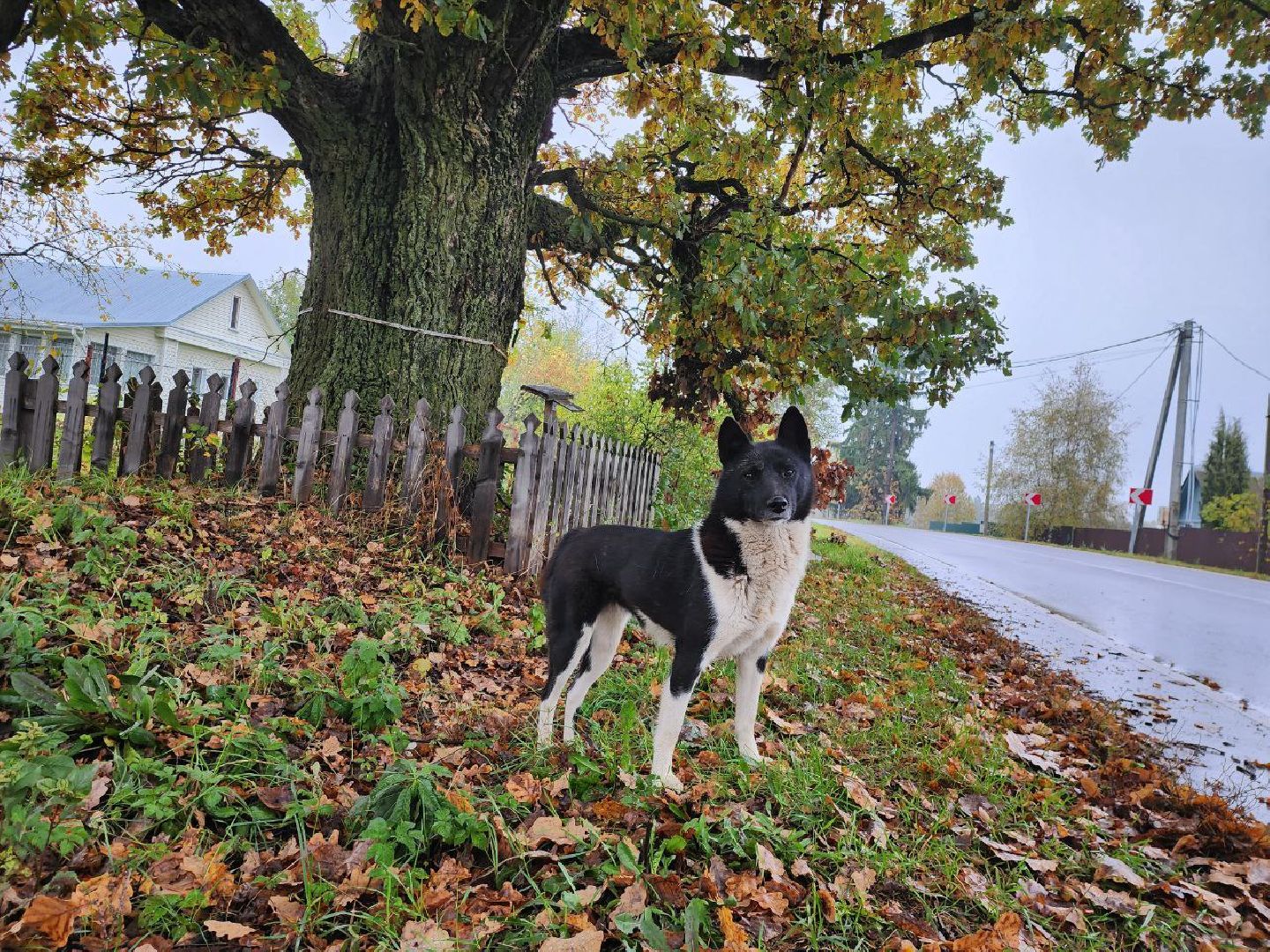 можайск, можайский городской округ, подмосковье, дуб-долгожитель, дерево, экология, памятник живой природы,