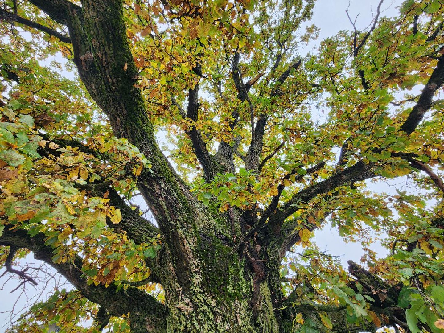 можайск, можайский городской округ, подмосковье, дуб-долгожитель, дерево, экология, памятник живой природы,
