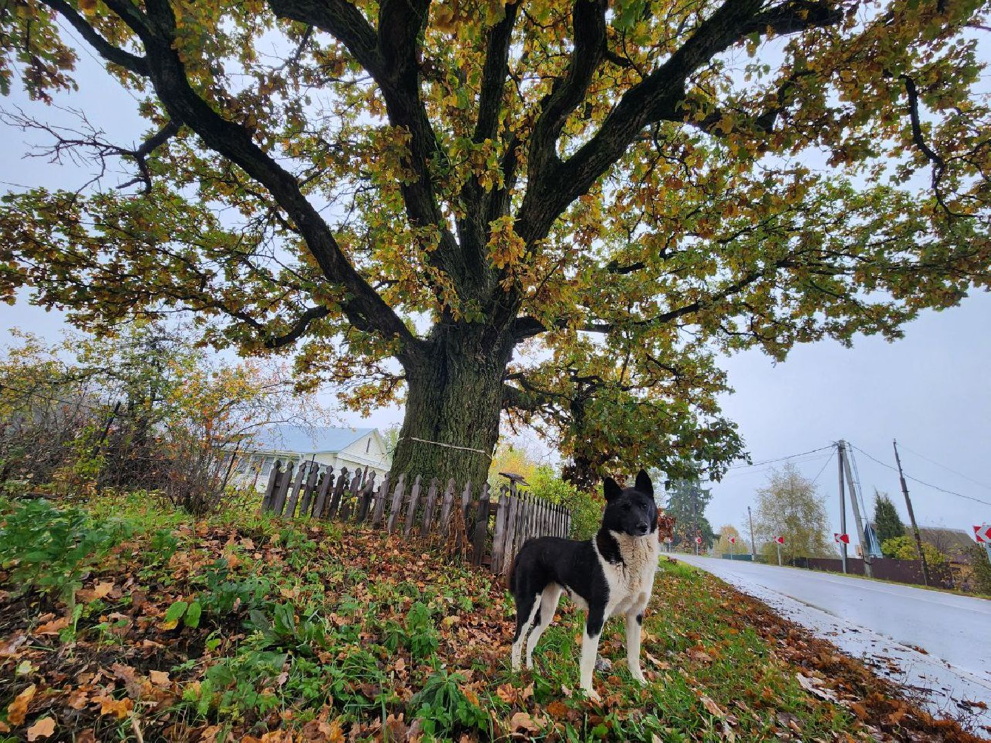 можайск, можайский городской округ, подмосковье, дуб-долгожитель, дерево, экология, памятник живой природы,