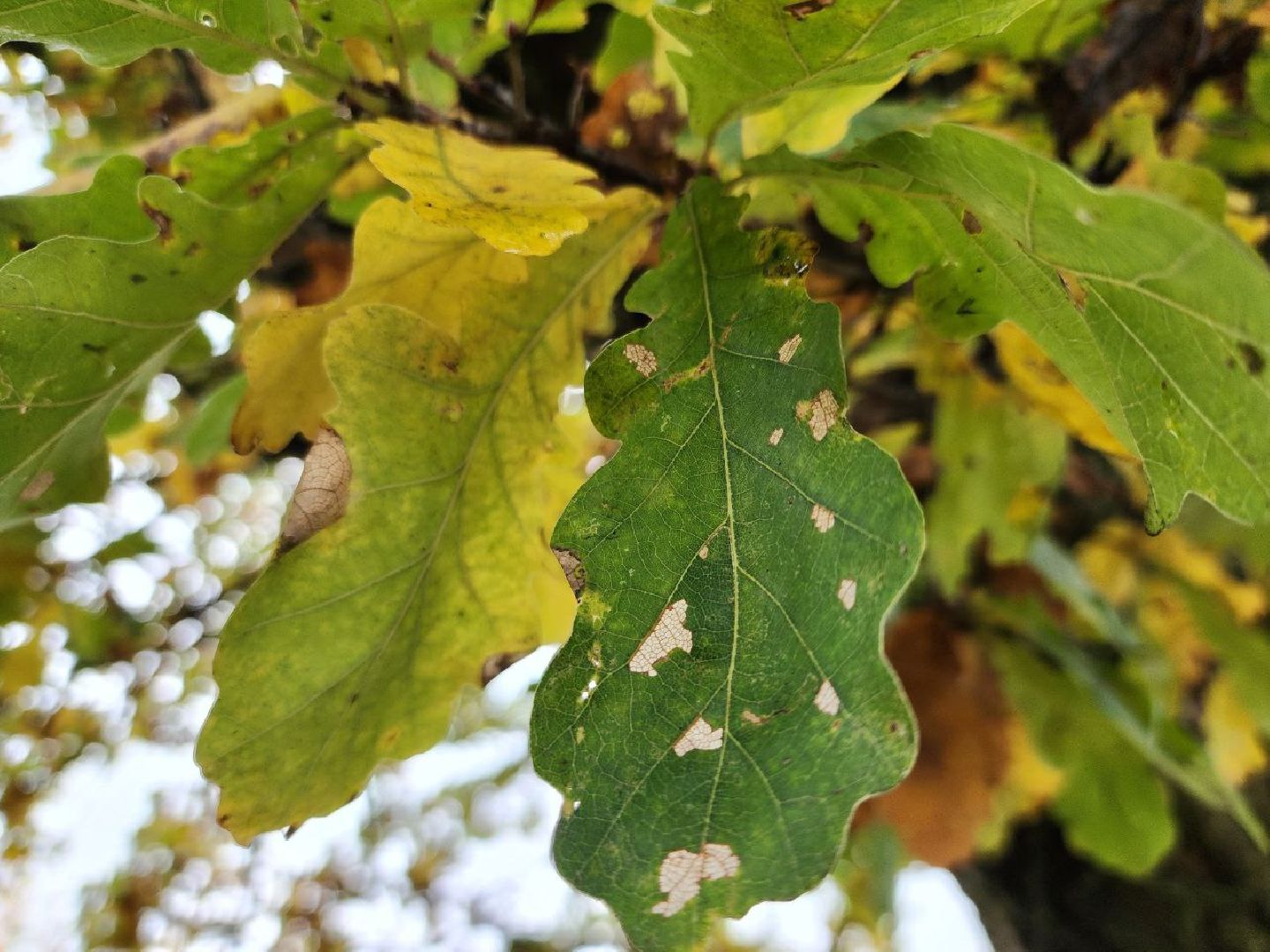 можайск, можайский городской округ, подмосковье, дуб-долгожитель, дерево, экология, памятник живой природы,