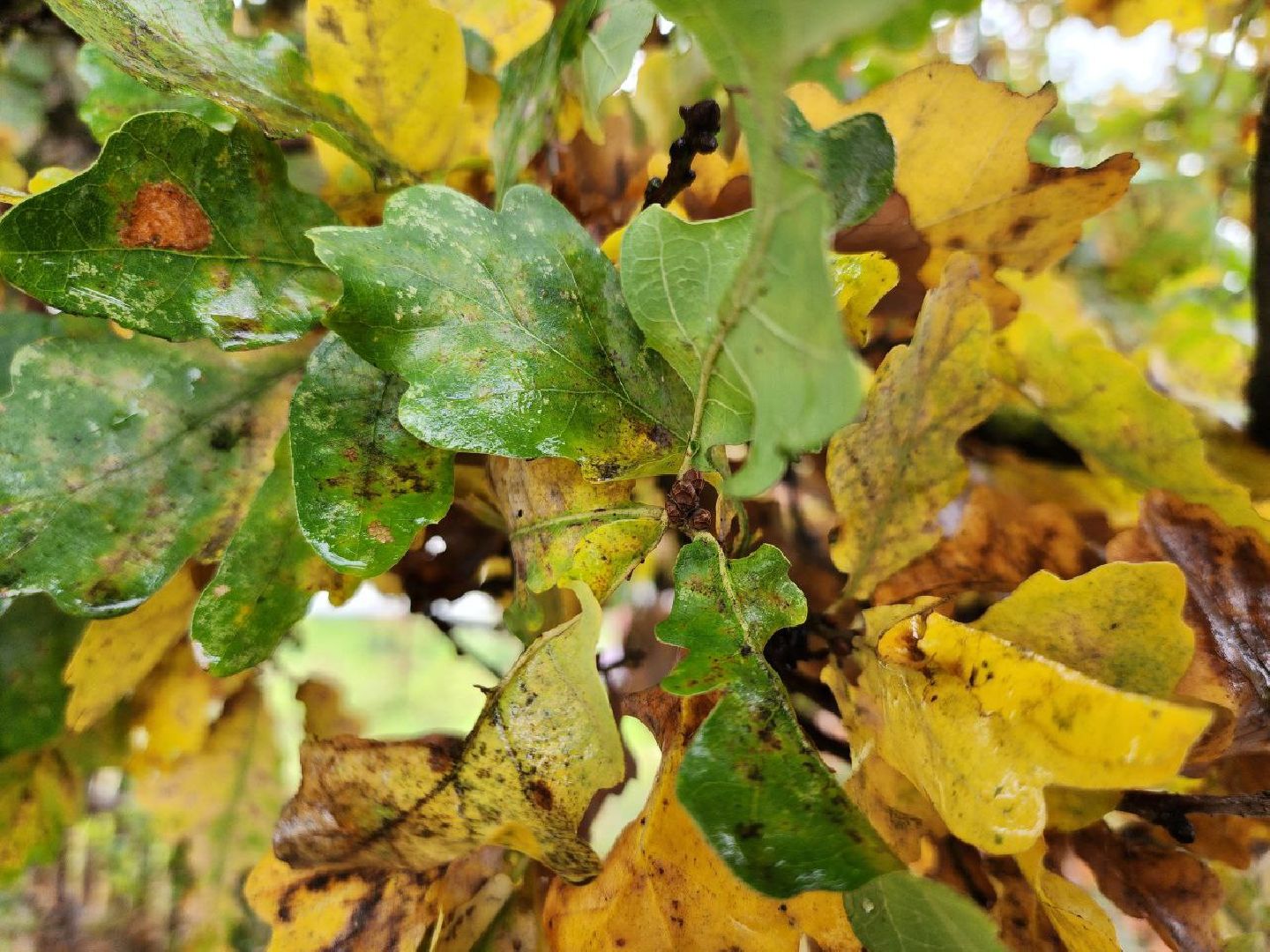 можайск, можайский городской округ, подмосковье, дуб-долгожитель, дерево, экология, памятник живой природы,
