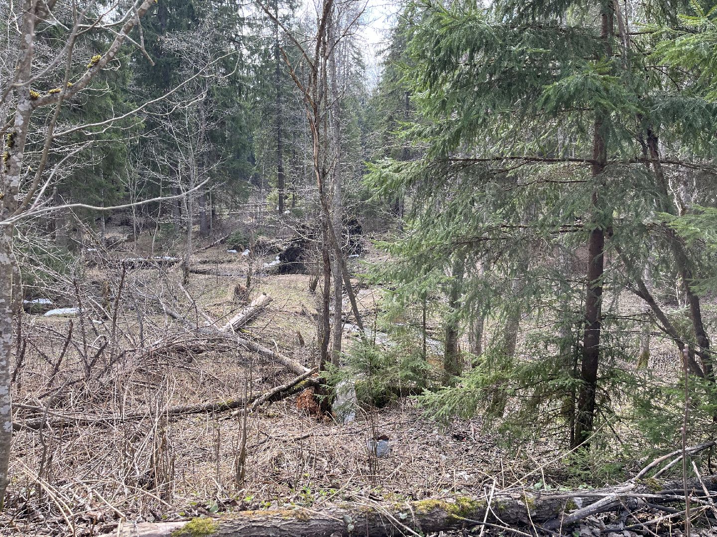 Шаховская, бобры, экология