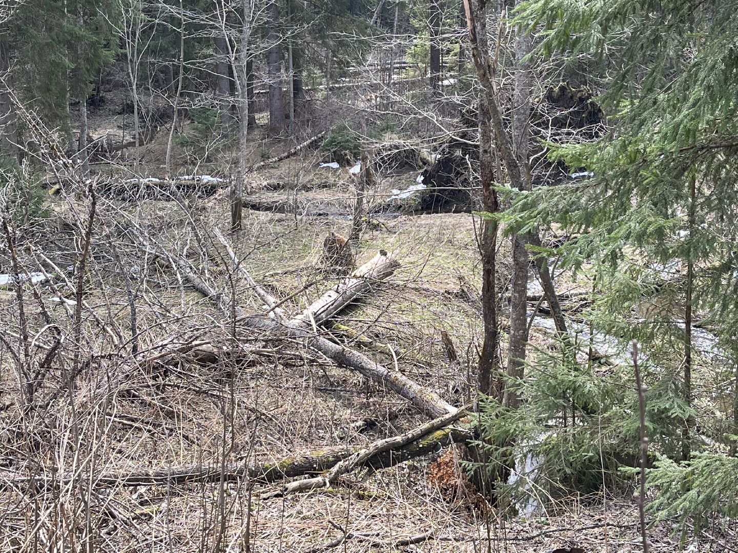 Шаховская, бобры, экология