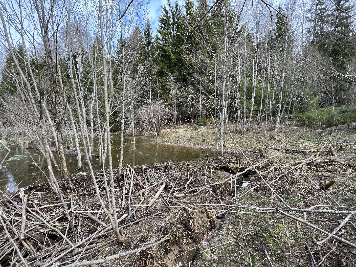 Шаховская, бобры, экология