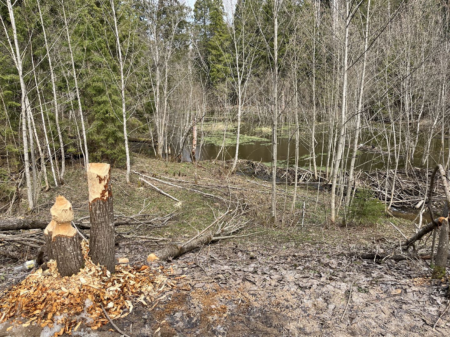 Шаховская, бобры, экология