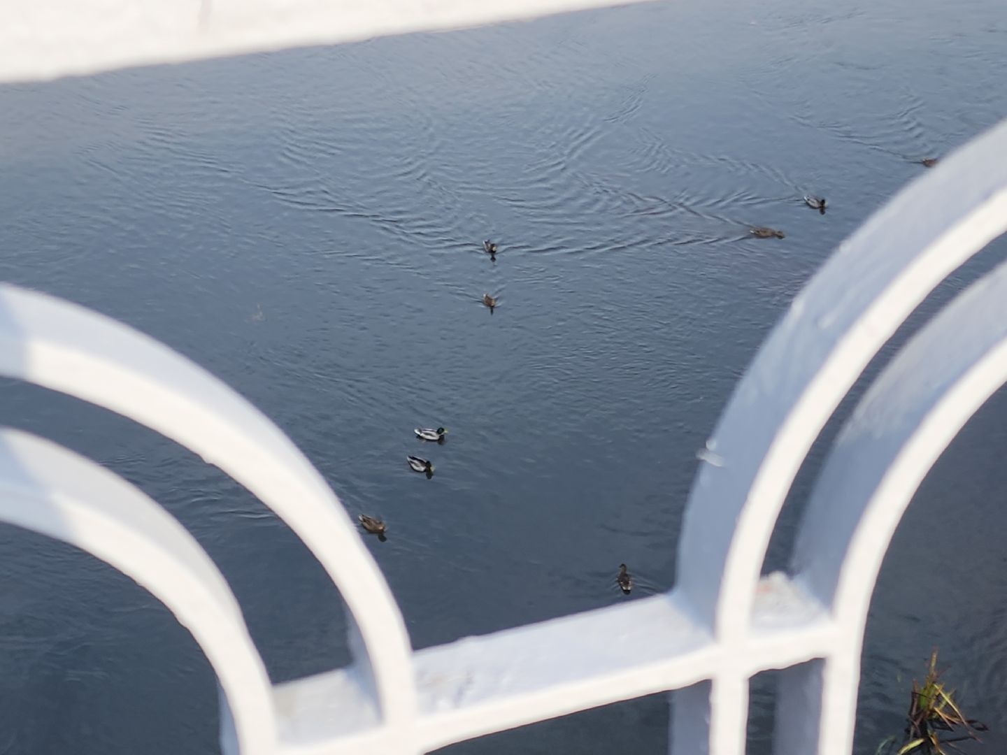 добродел, орехово зуево, мост через Клязьму,