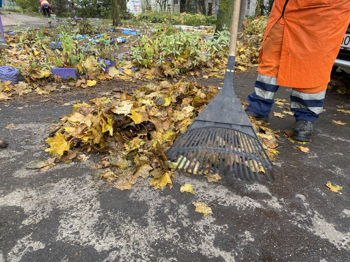 Листья, Осень, Уборка,