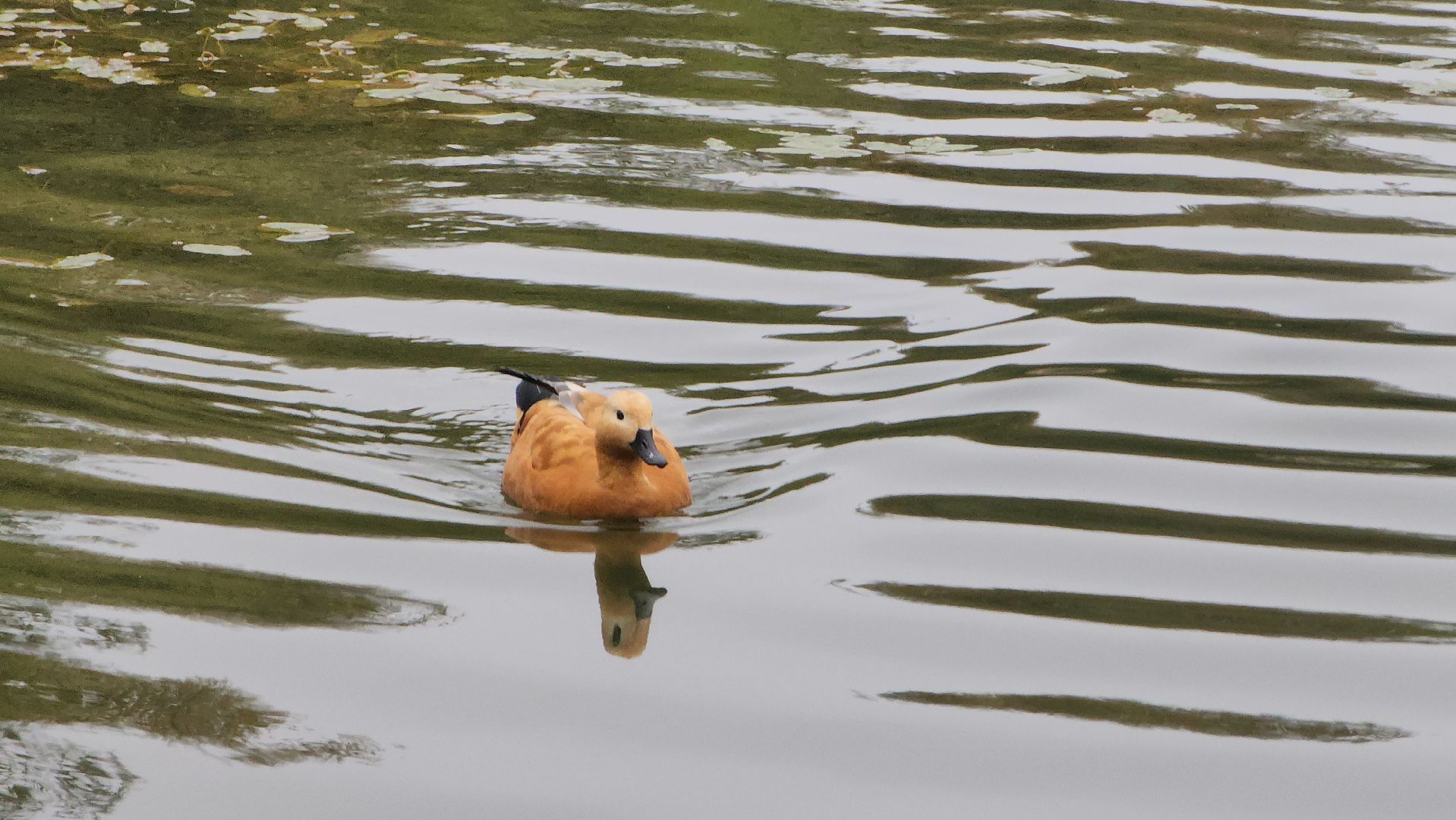 корм для уток, автоматы с кормом,Лобня,