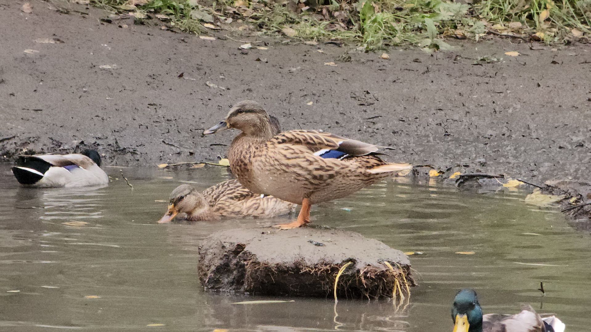 корм для уток, автоматы с кормом,Лобня,