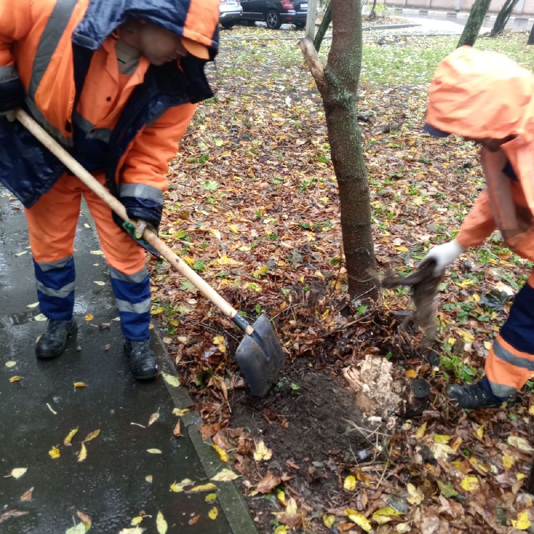пушкино, добродел, пни, удаление деревьев, удаление сухостоя, благоустройство, заявка жителей,
