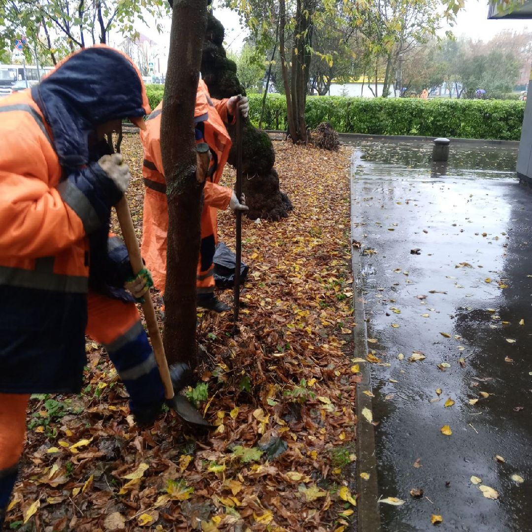 пушкино, добродел, пни, удаление деревьев, удаление сухостоя, благоустройство, заявка жителей,