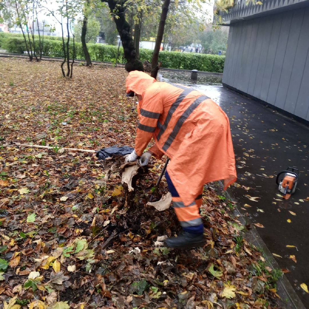пушкино, добродел, пни, удаление деревьев, удаление сухостоя, благоустройство, заявка жителей,