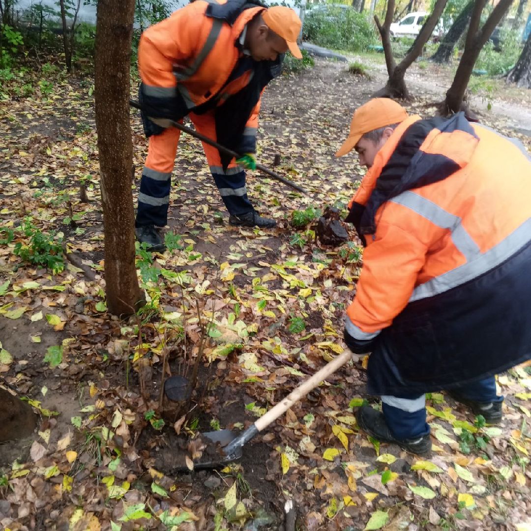 пушкино, добродел, пни, удаление деревьев, удаление сухостоя, благоустройство, заявка жителей,