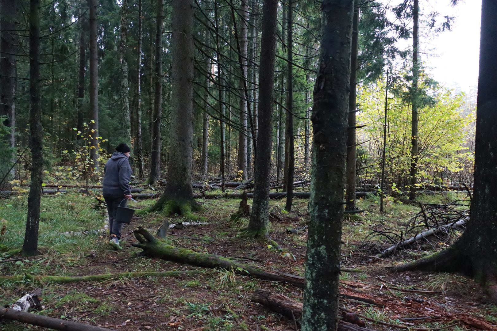 лес, грибы, экология подмосковья,