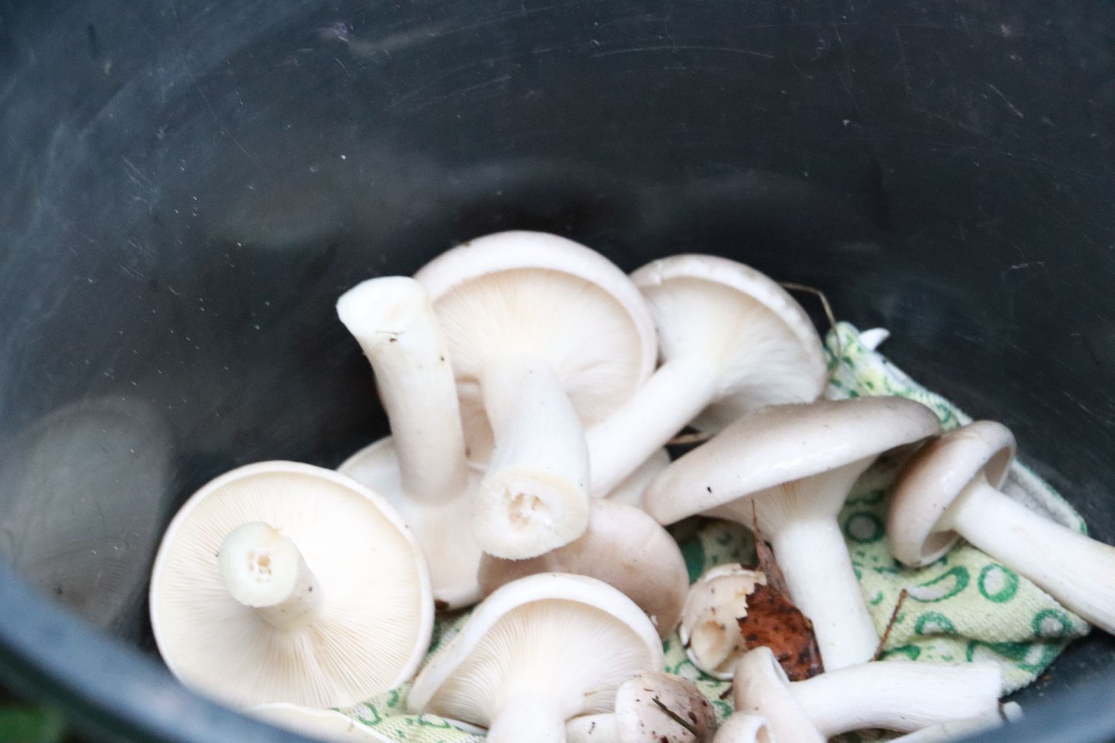 лес, грибы, экология подмосковья,