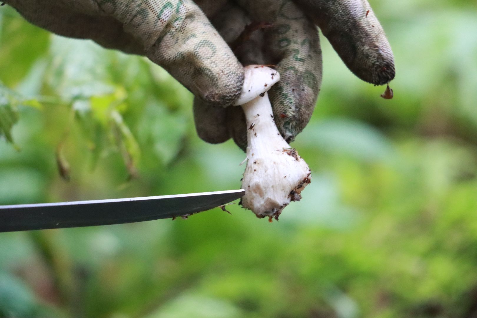 лес, грибы, экология подмосковья,