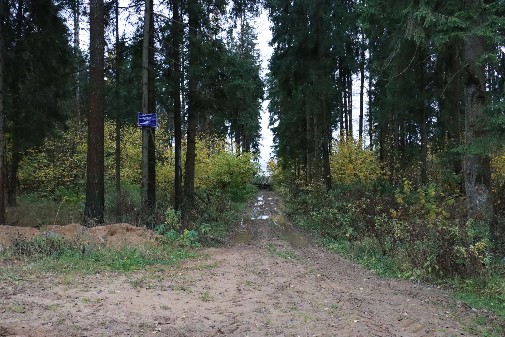 лес, грибы, экология подмосковья,