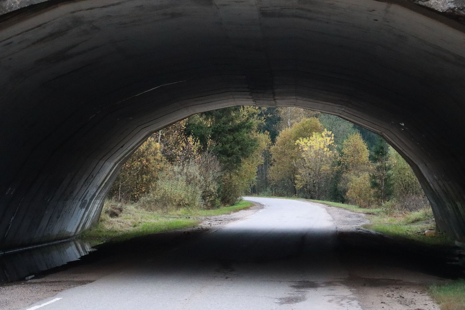 лес, грибы, экология подмосковья,