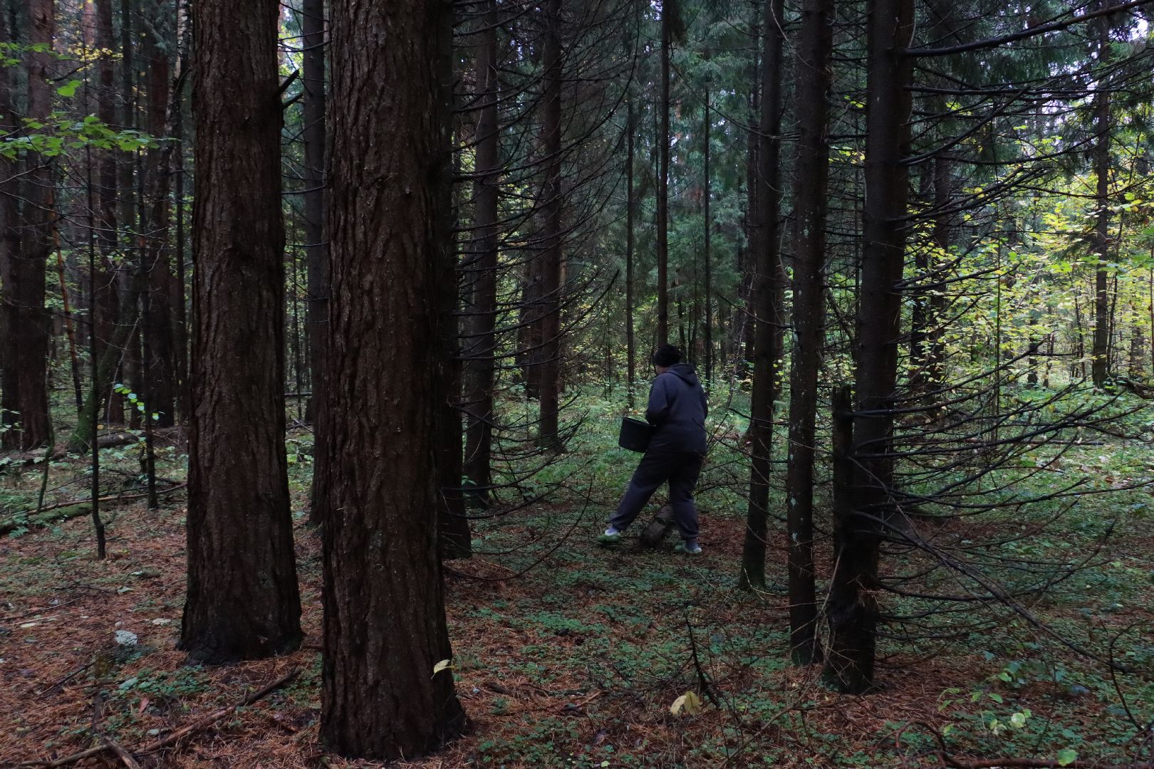 лес, грибы, экология подмосковья,