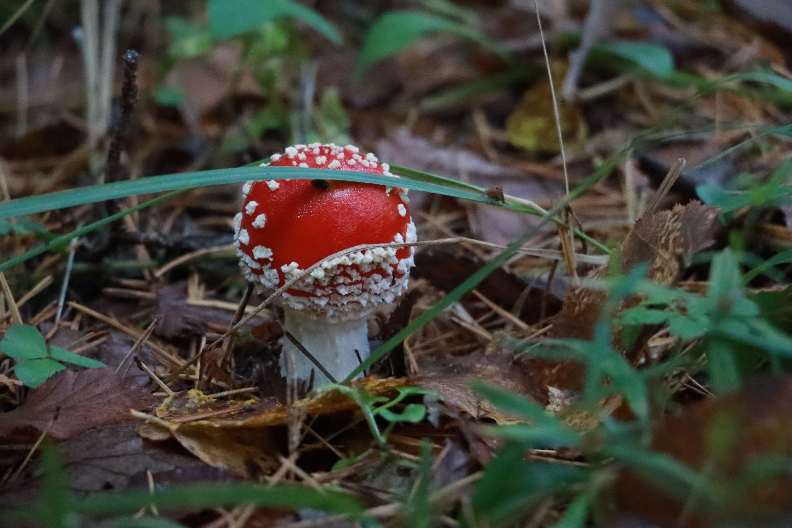 лес, грибы, экология подмосковья,