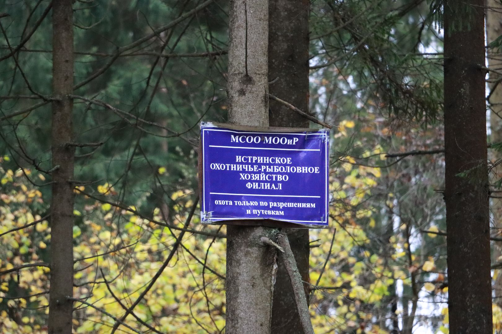 лес, грибы, экология подмосковья,