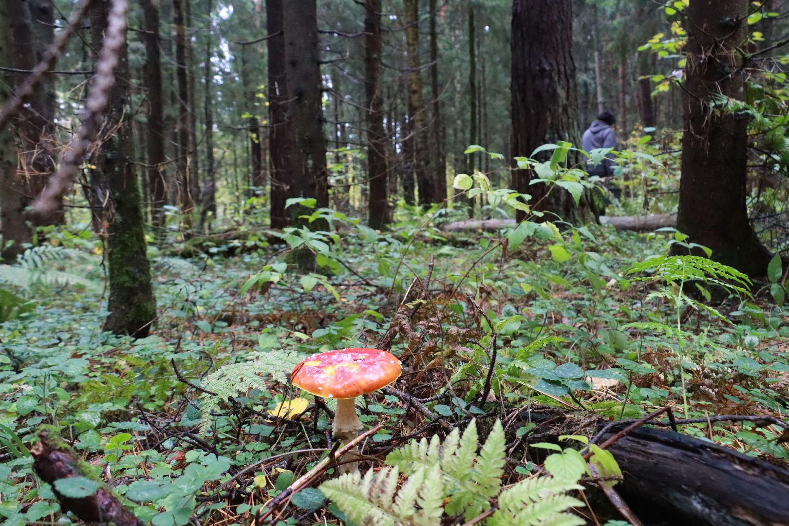 лес, грибы, экология подмосковья,