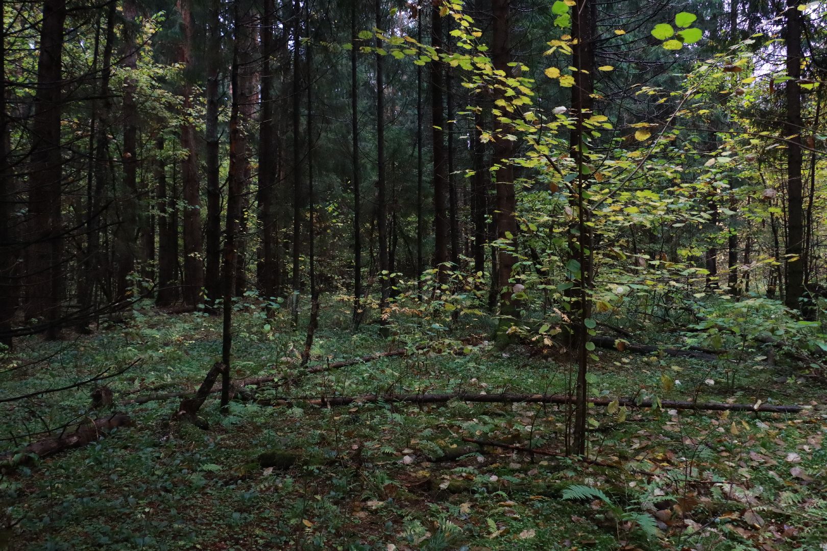 лес, грибы, экология подмосковья,