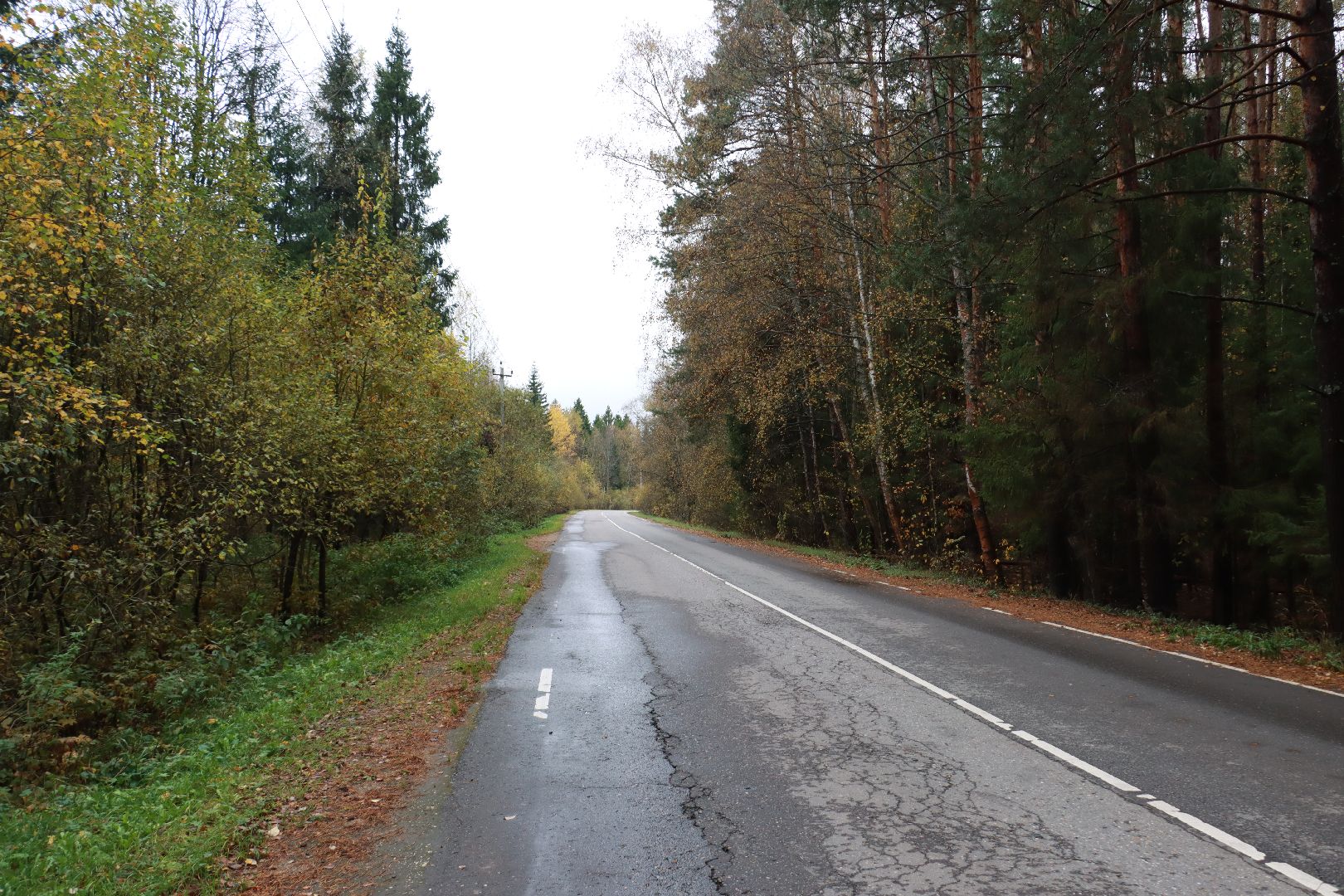 лес, грибы, экология подмосковья,