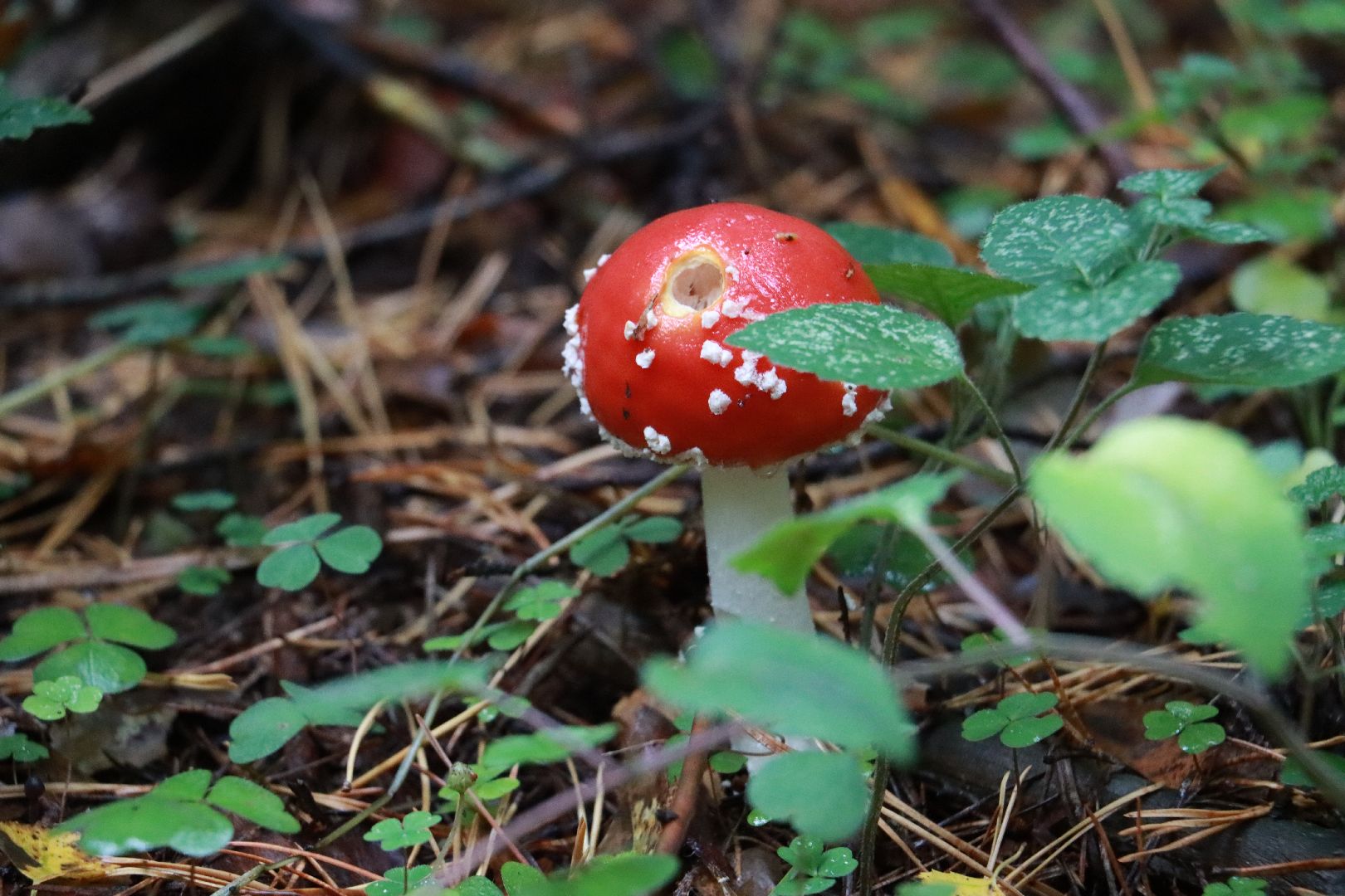 лес, грибы, экология подмосковья,