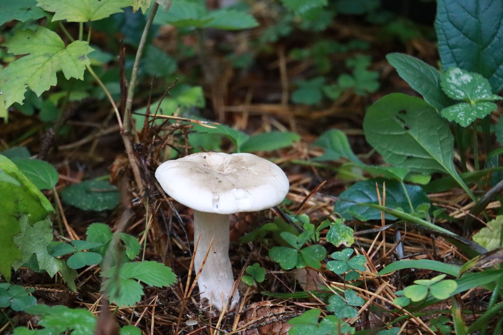 лес, грибы, экология подмосковья,