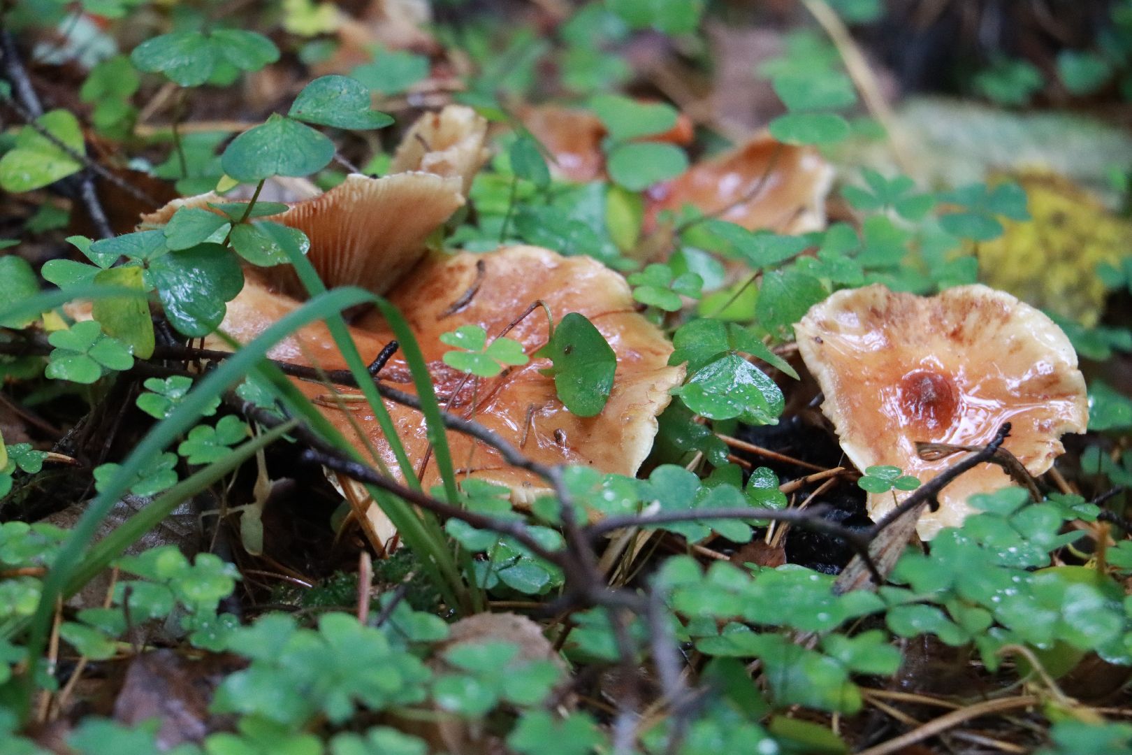 лес, грибы, экология подмосковья,