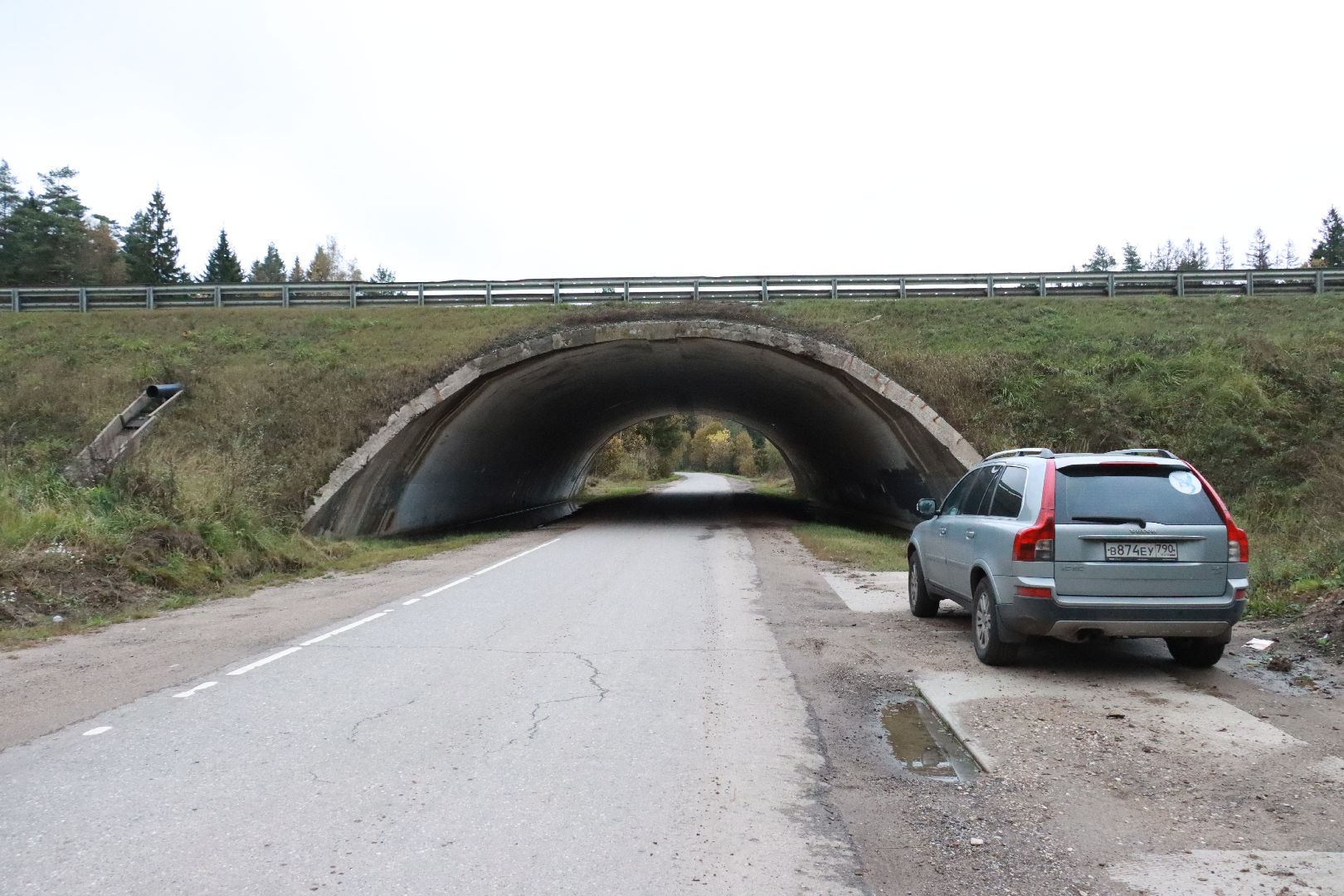 лес, грибы, экология подмосковья,